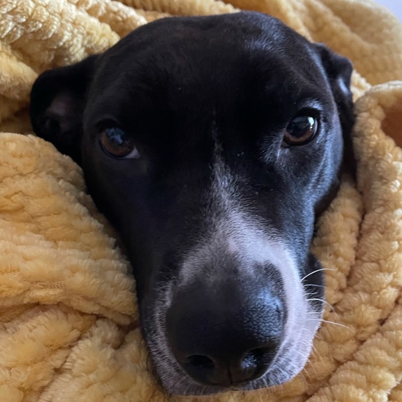 Meet your Posher, Tyler - Picture 1 of 1